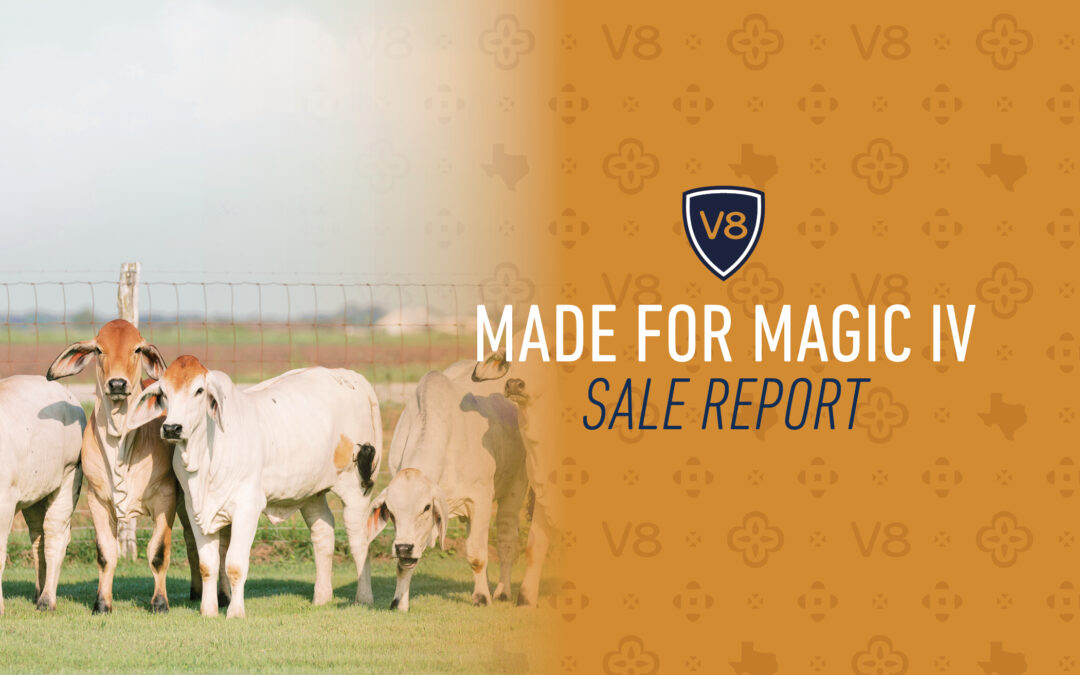 V8 Ranch Superblend Genetics in High Demand in Made for Magic IV Sale