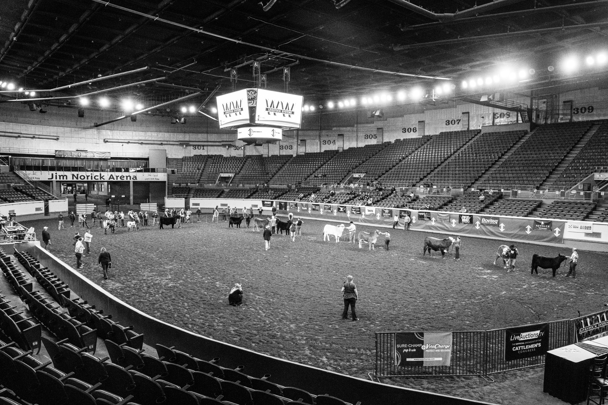 Supreme Champion Lineup of American Cattle at the Cattleman's Congress in Oklahoma City