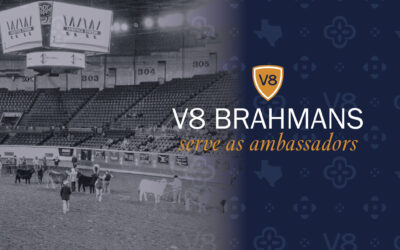 V8 Brahmans Serve as Breed Ambassadors at Cattlemen’s Congress