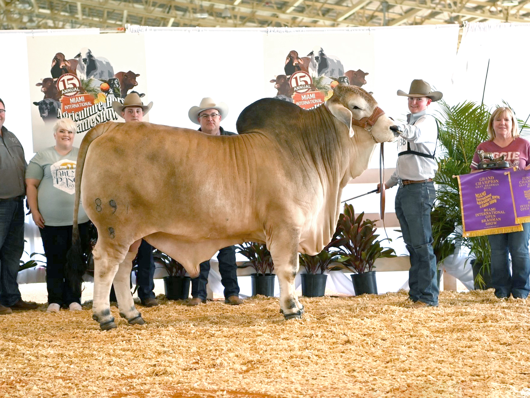 GC-Bull-891-8