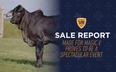 V8 Ranch’s Made for Magic V Sale Proves to Be a Spectacular Event