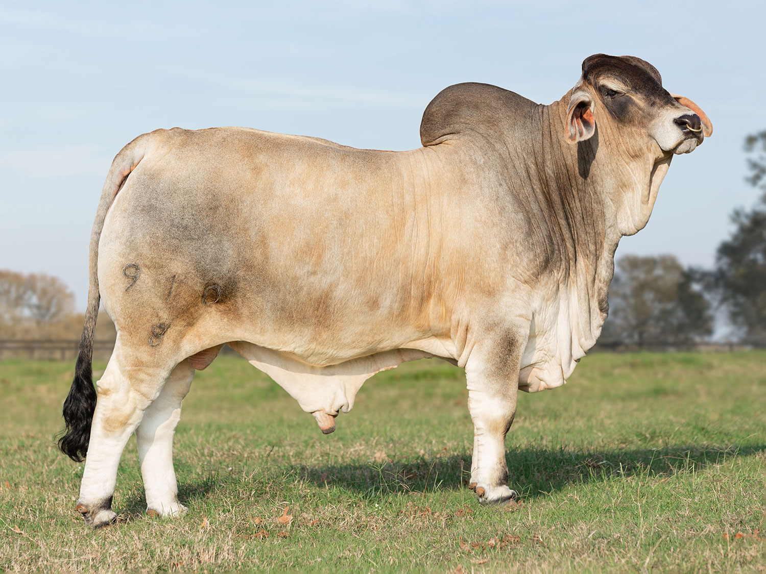 American Grey Brahman Female at V8 Ranch.