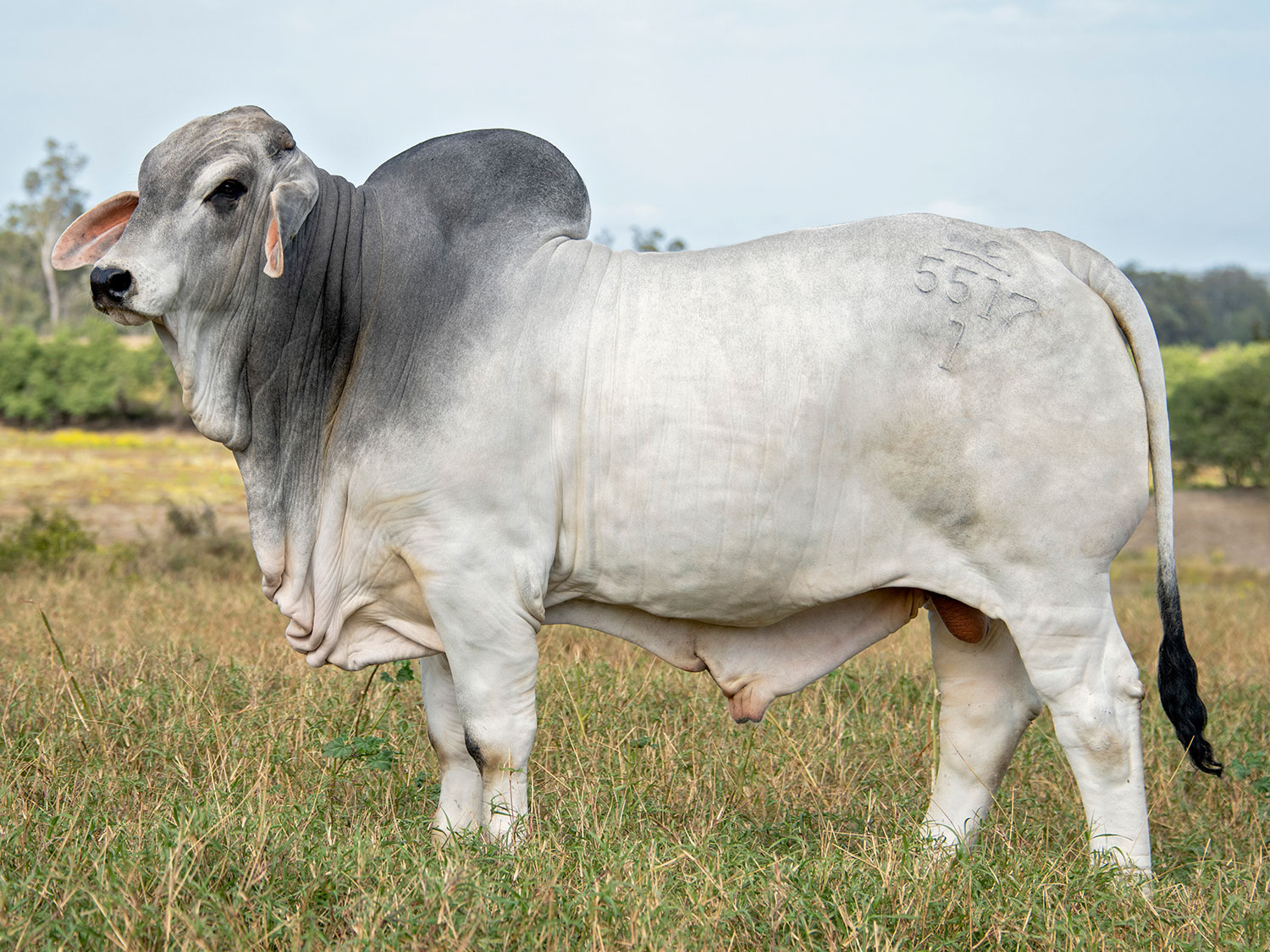 NCC Municipal Polled Brahman Bull at V8 Ranch