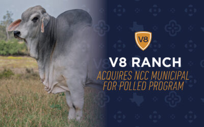 V8 Ranch Acquires NCC Municipal, Bringing a New Type of Magic to V8’s Polled Program