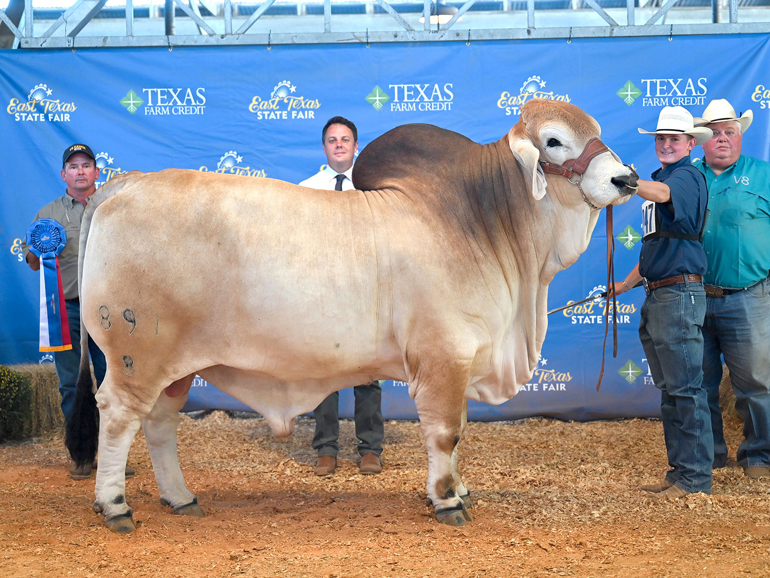 GC-Bull-891-8