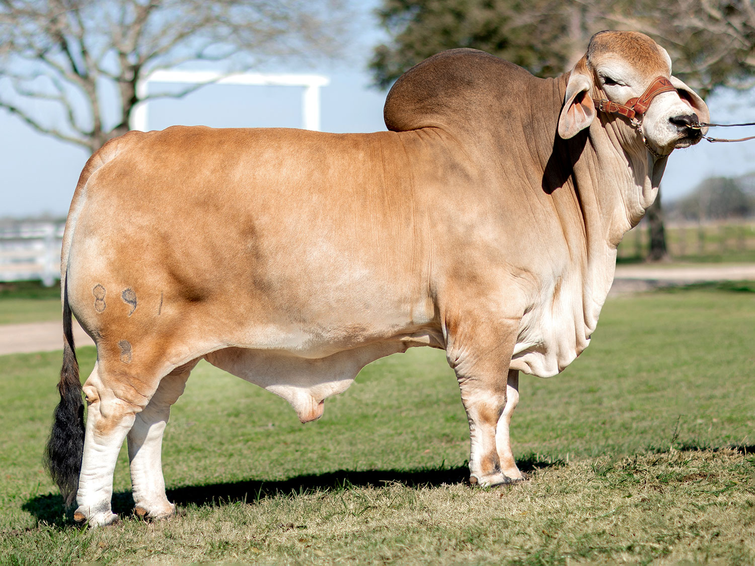 American Grey Brahman Female at V8 Ranch.