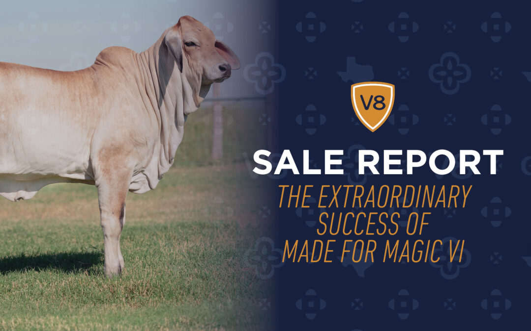 Sale Report: The Extraordinary Success of Made for Magic VI