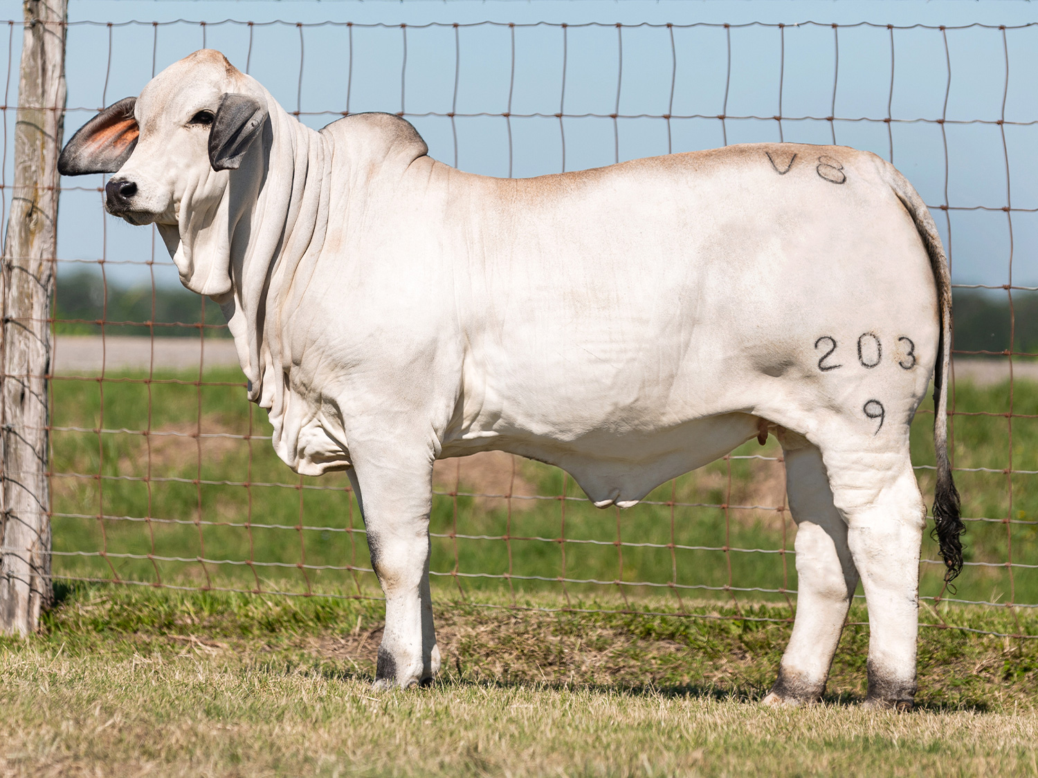 Miss V8 203/9 Dreamgirl Donor Cow