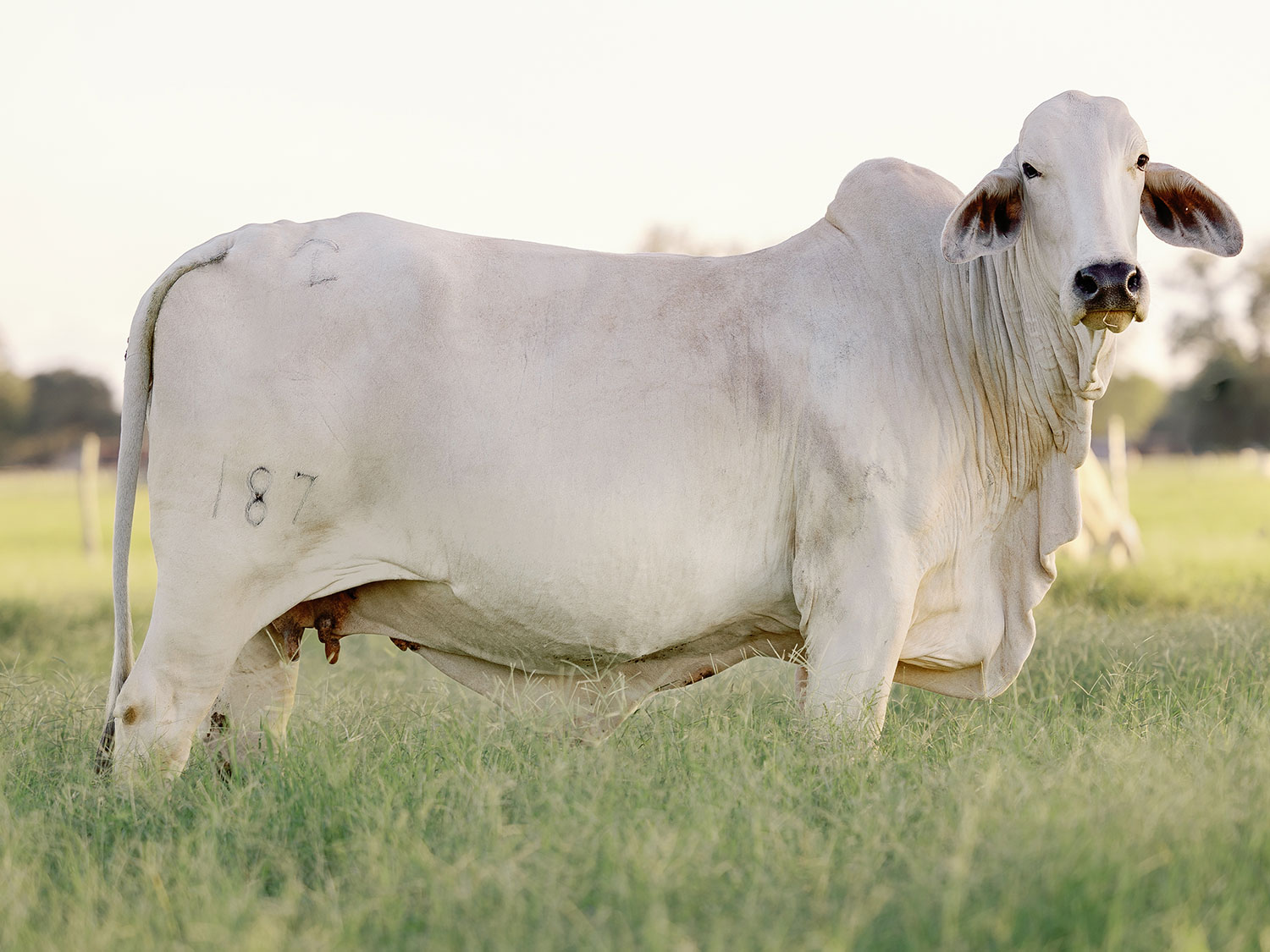 White Brahman cow