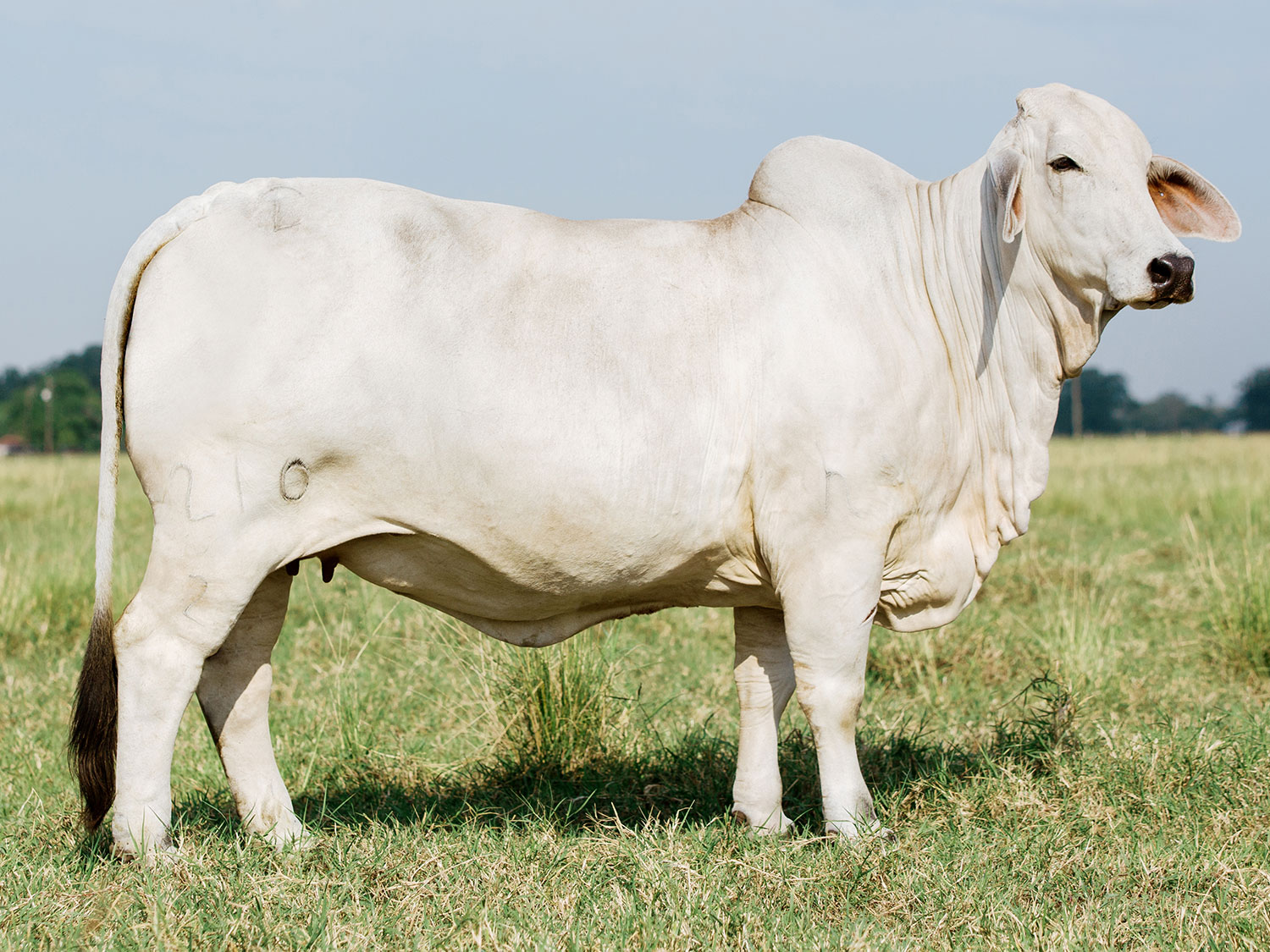 J D H Lady Ashtyn Manso 210/2 V8 Ranch Donor Cow