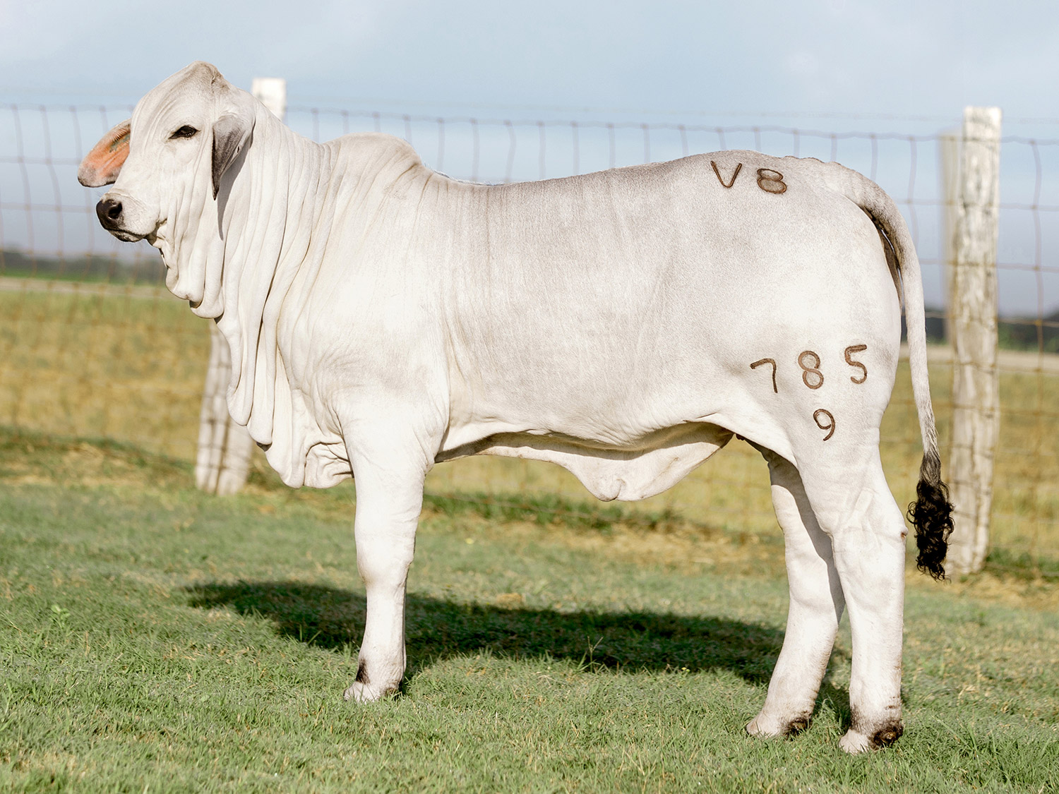 Miss-V8-785-9