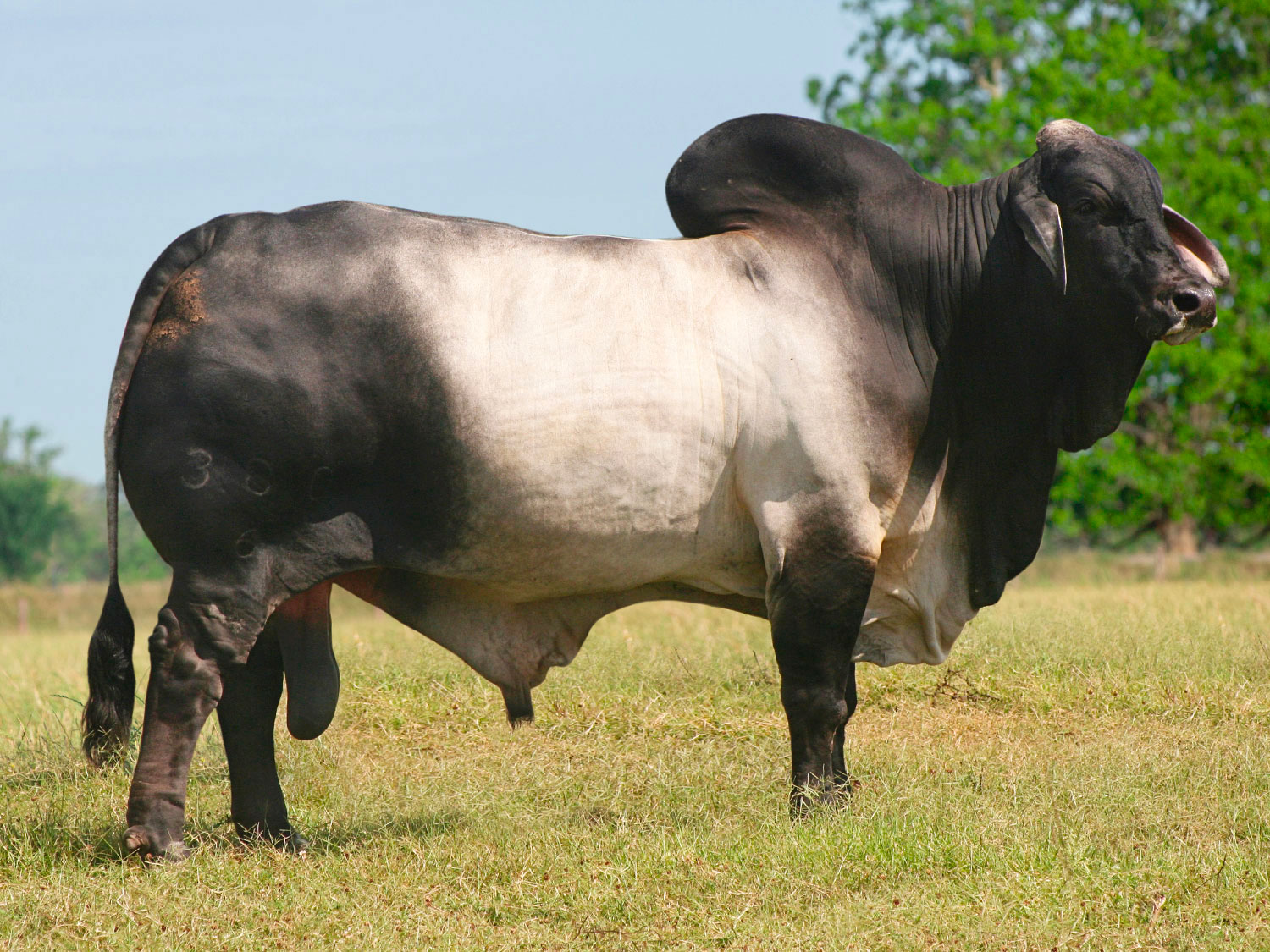 Invest in a Grey Brahman Bull at V8 Ranch. Picture of Mr. V8 380/6.