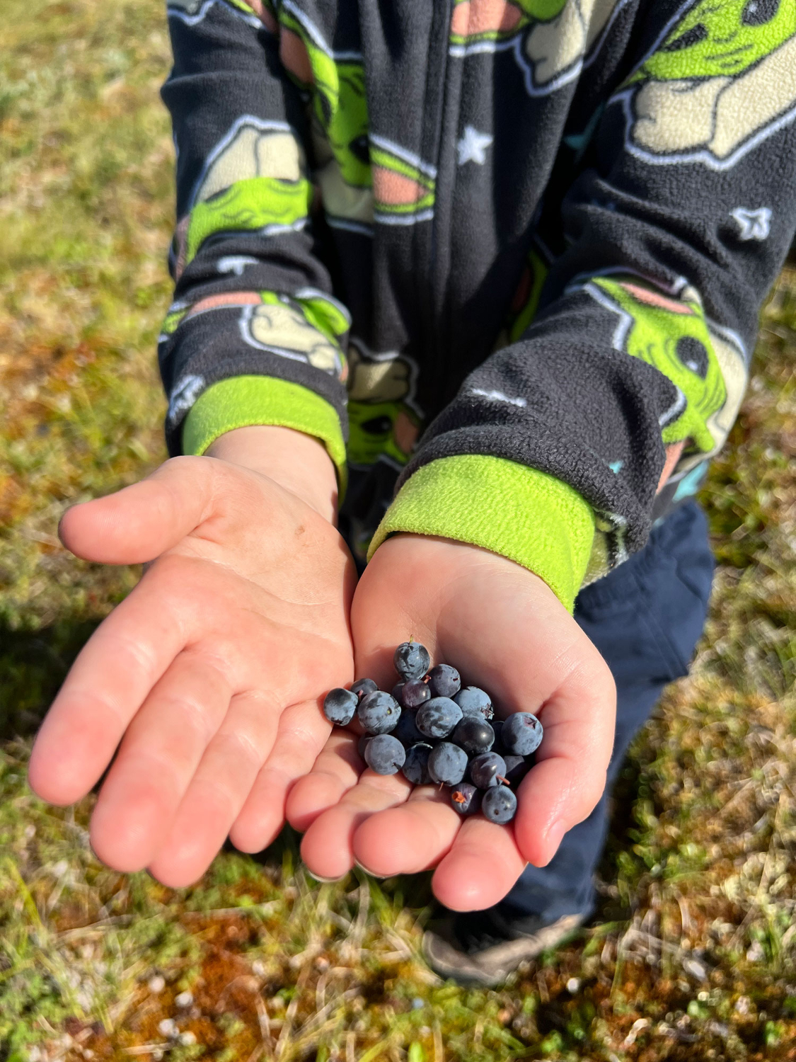 Blueberries and Salmonberries picked in Kavik, Alaska