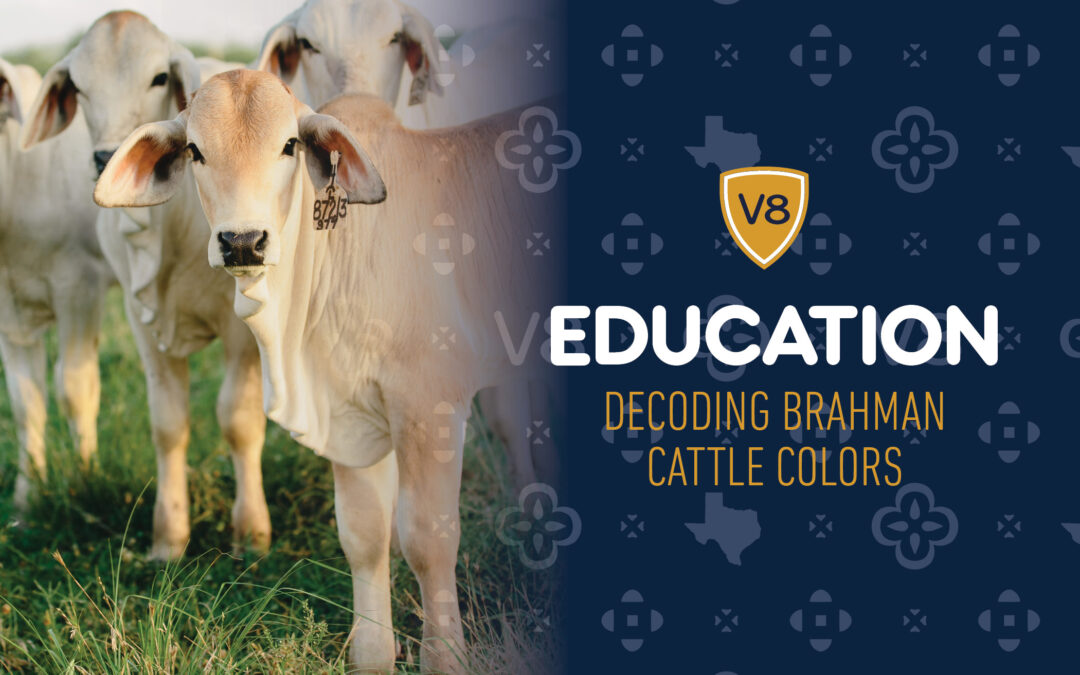 Decoding Brahman Cattle Colors