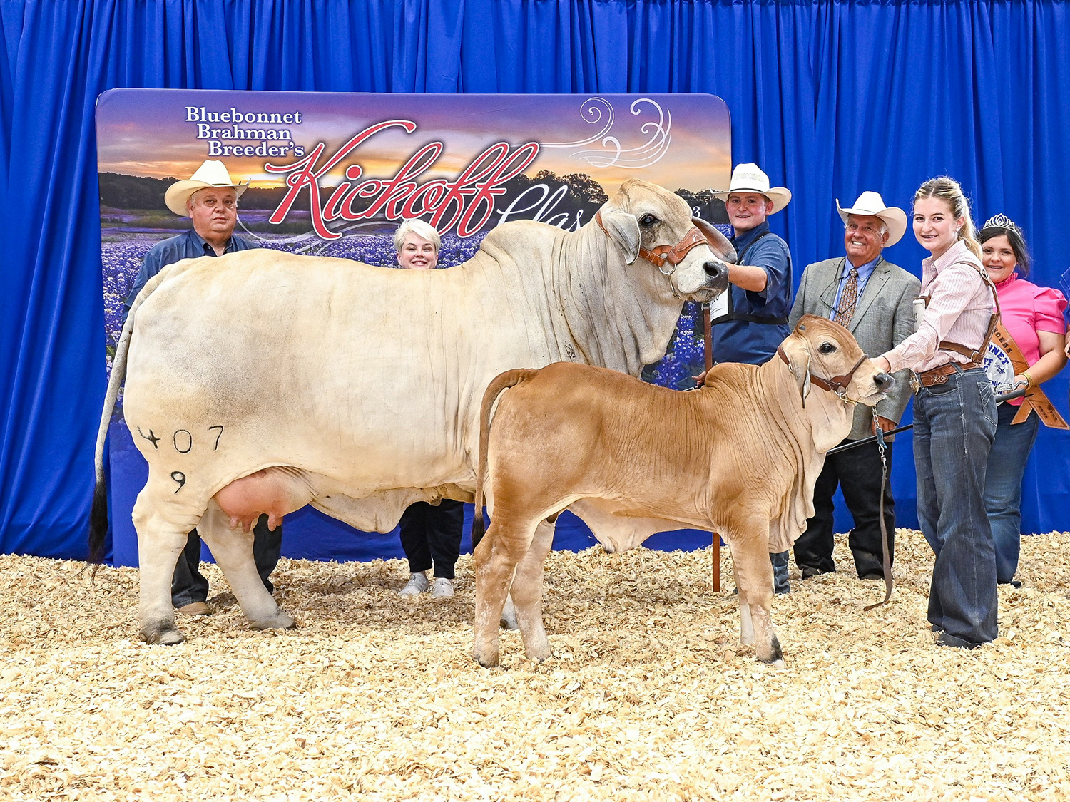 miss-v8-407-9-grand-champion-female-bluebonnet-classic-brahman-cow