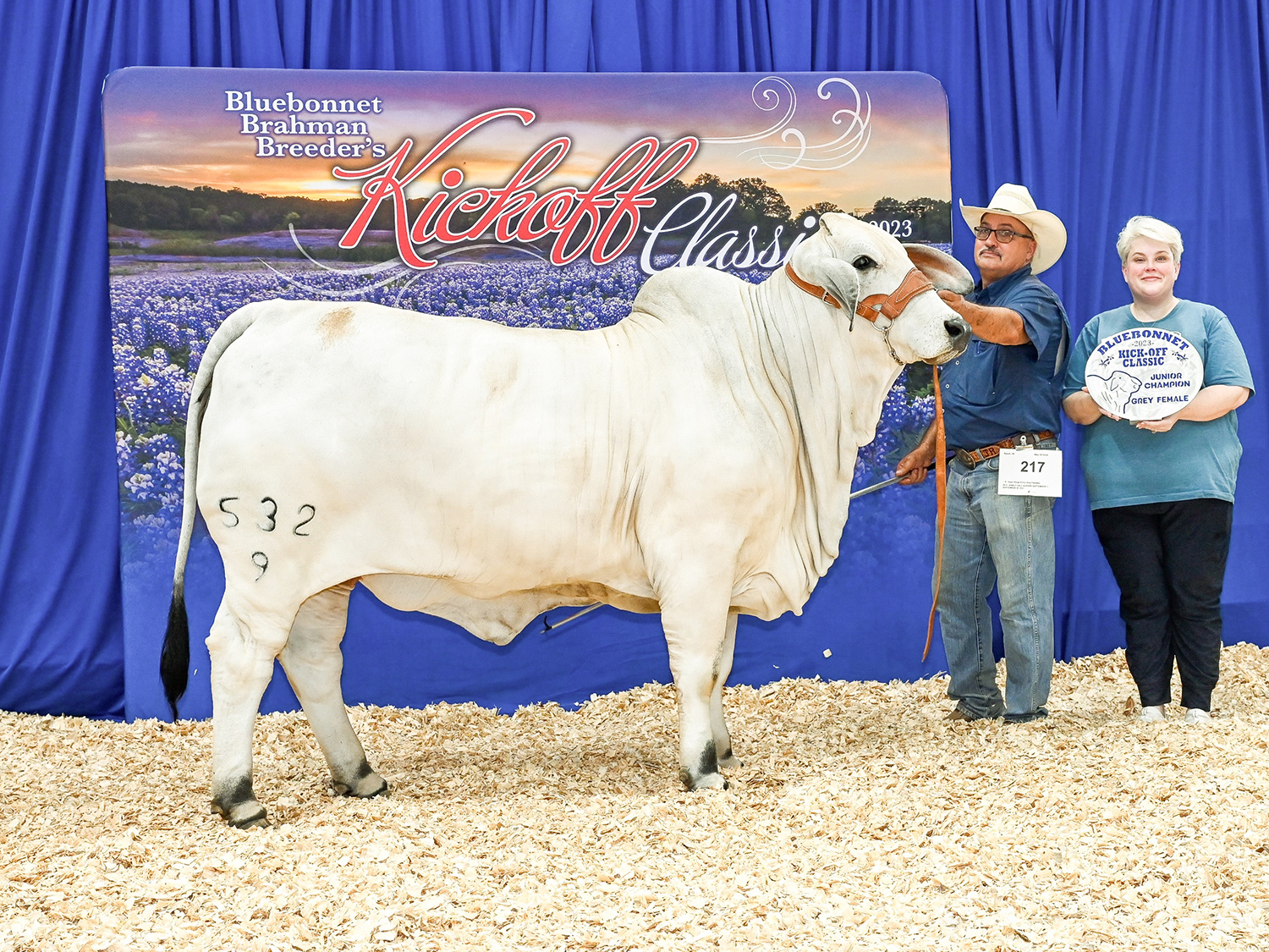 American Grey Brahman Female at V8 Ranch.