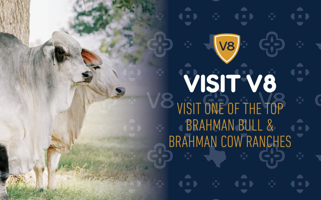 Visit A Top Brahman Bull & Brahman Cow Ranch