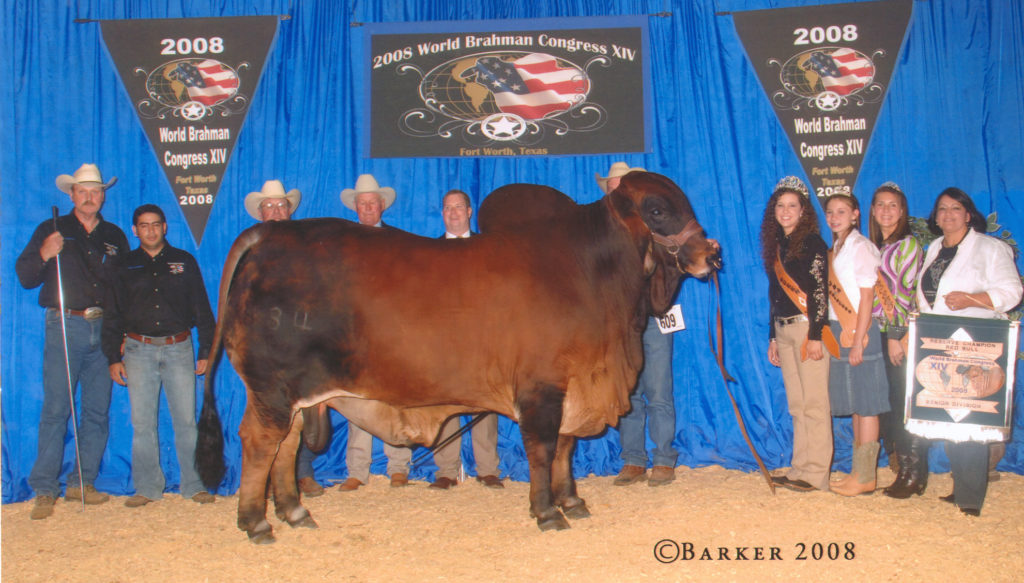 Red Brahman Bull owned By Swaner Brahmans Mr. Captain Red Legs