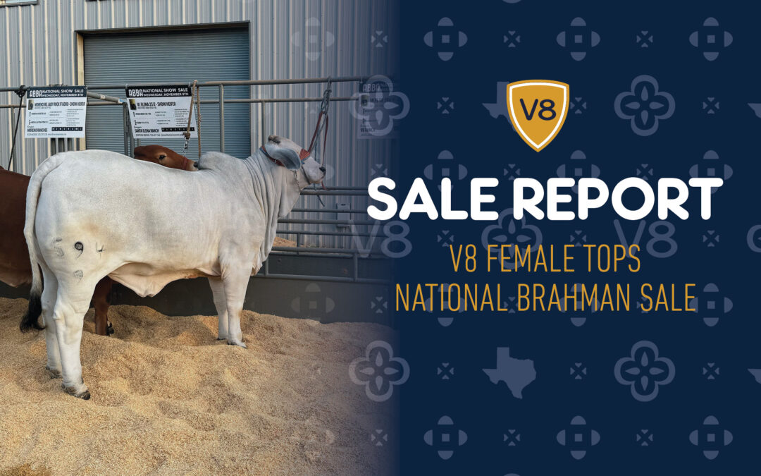 Historic Brahman Cattle Sale Raises $300K for ABBA’s 100th