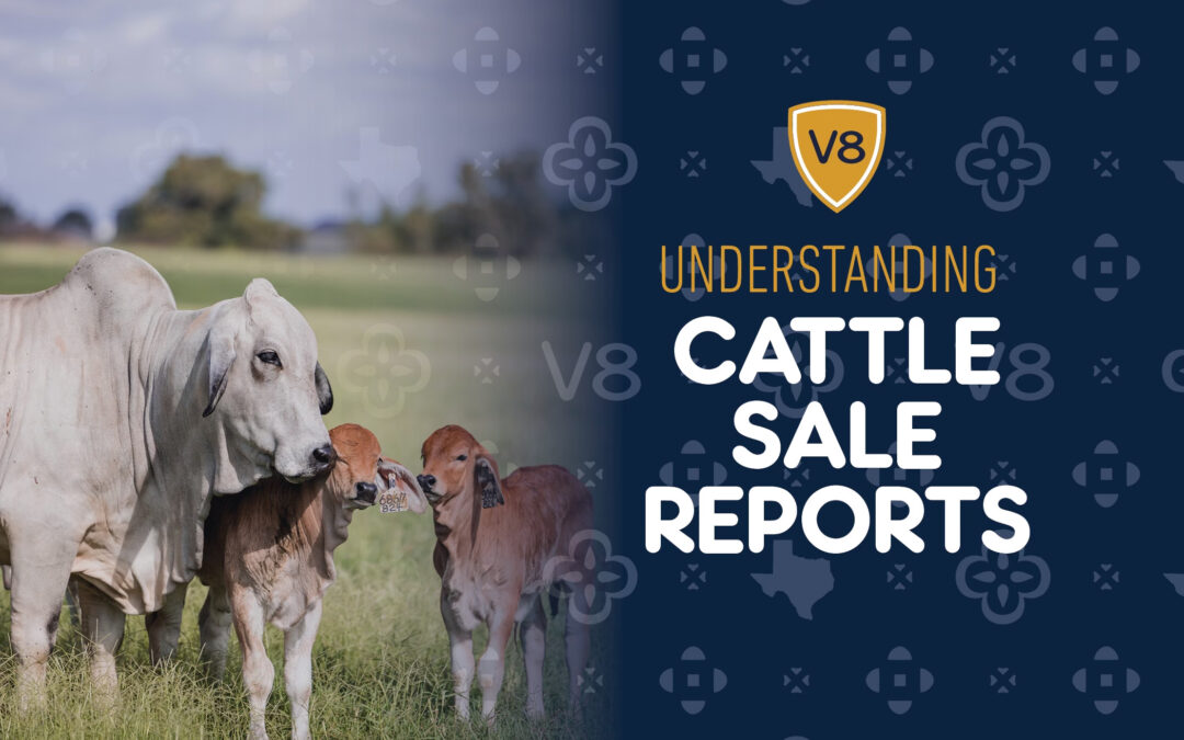 Understanding Cattle Sale Reports – What does it mean?