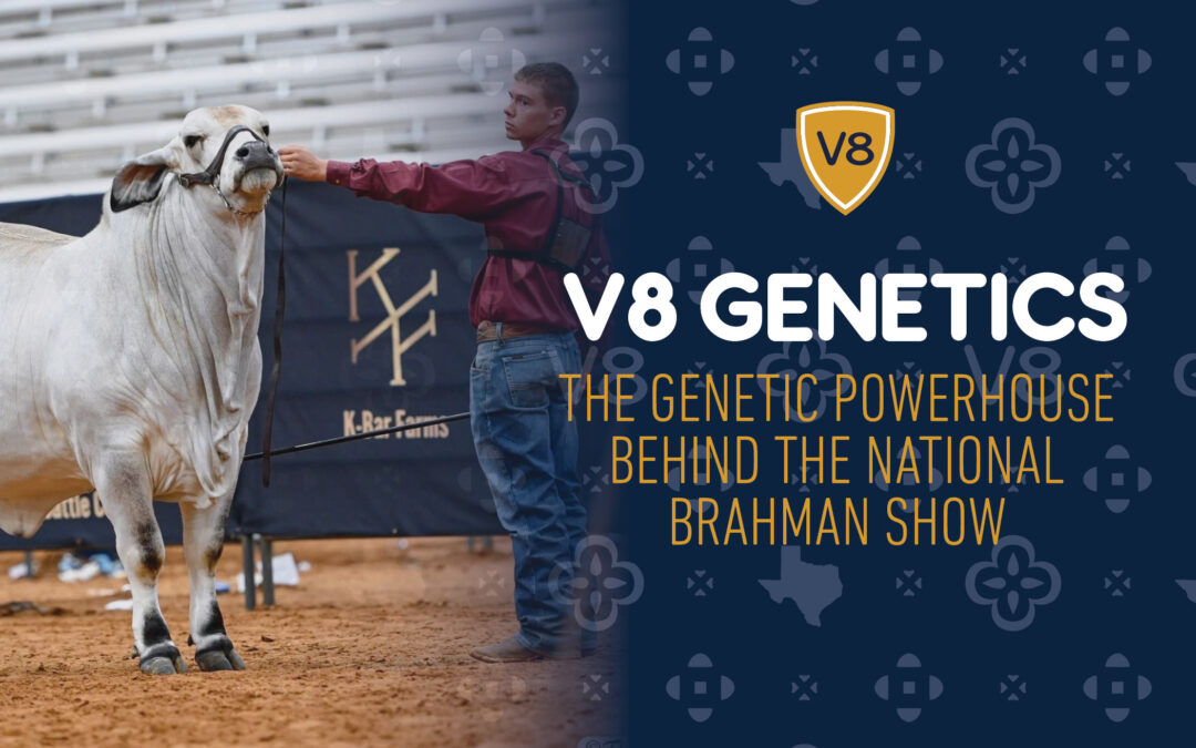 V8 Genetics: The Genetic Powerhouse Behind the National Brahman Show