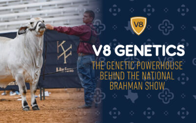 V8 Genetics: The Genetic Powerhouse Behind the National Brahman Show