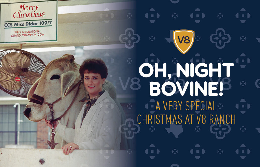 Oh, Night Bovine! A Very Special Christmas at V8 Ranch