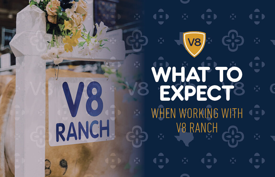 What to Expect When Working With V8 Ranch?