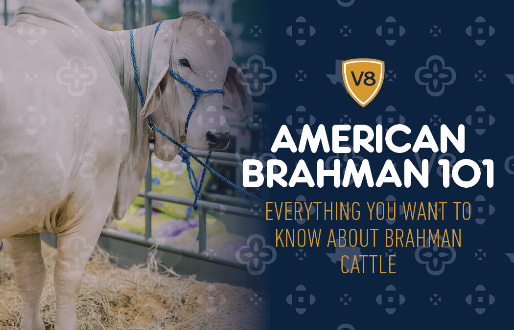 Everything You Want to Know About Brahman Cattle | V8 Ranch