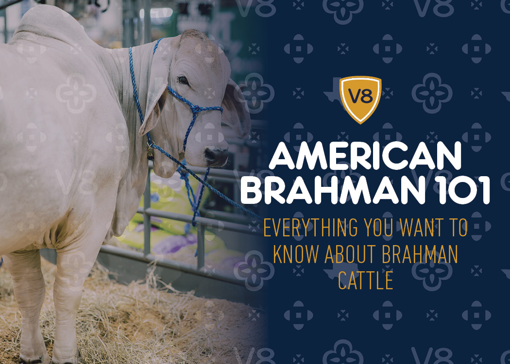 Brahman Bull with Brahman Cow