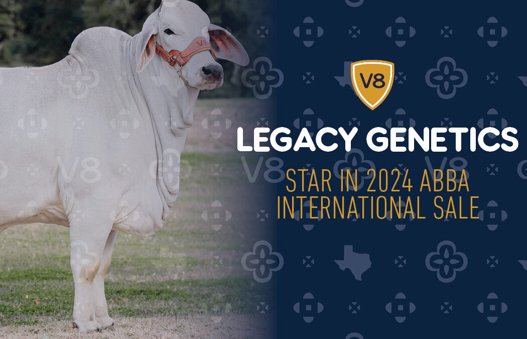 Legacy Genetics from V8 Ranch Star in 2024 ABBA International Show Sale