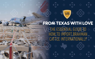 From Texas With Love: The Essential Guide on How to Import Brahman Cattle Internationally