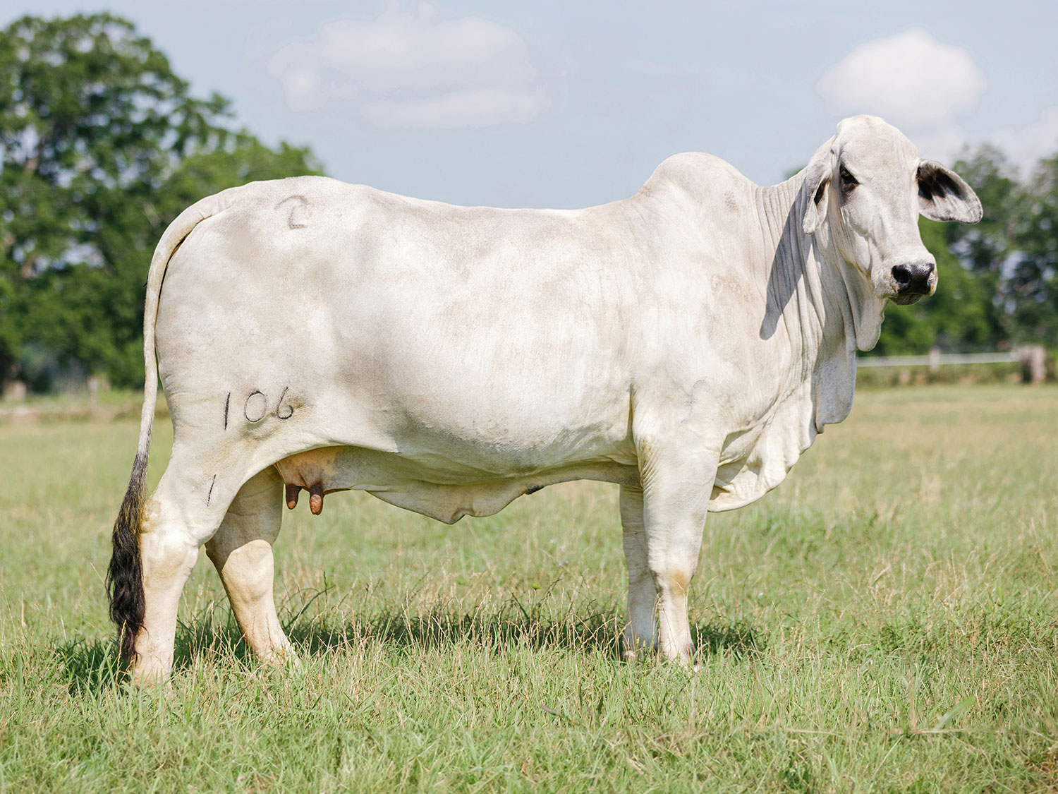 White Brahman cow