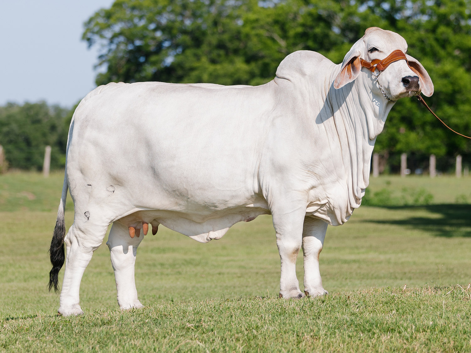 American Grey Brahman Female at V8 Ranch.