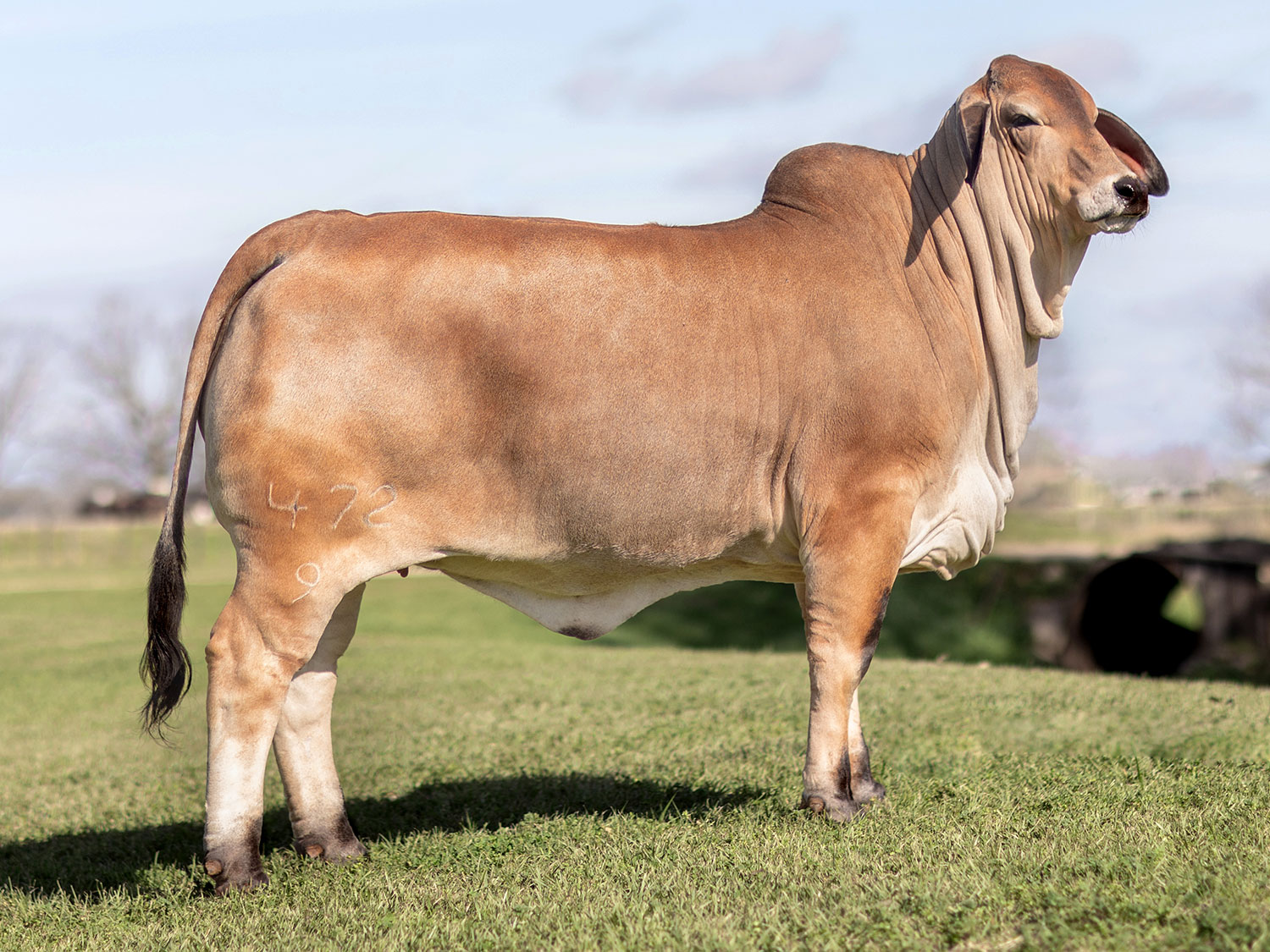 American Grey Brahman Female at V8 Ranch.