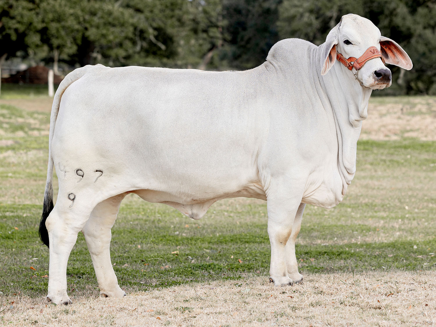 American Grey Brahman Female at V8 Ranch.