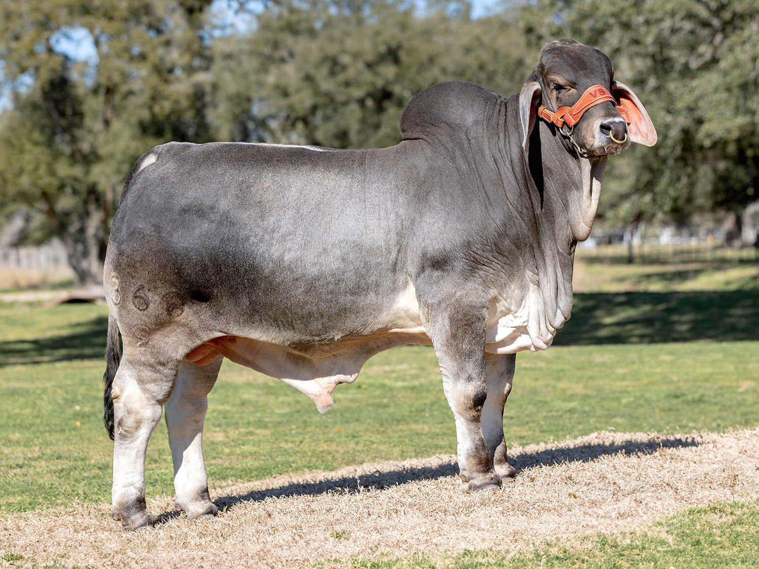 V8 Ranch American Brahman Bull