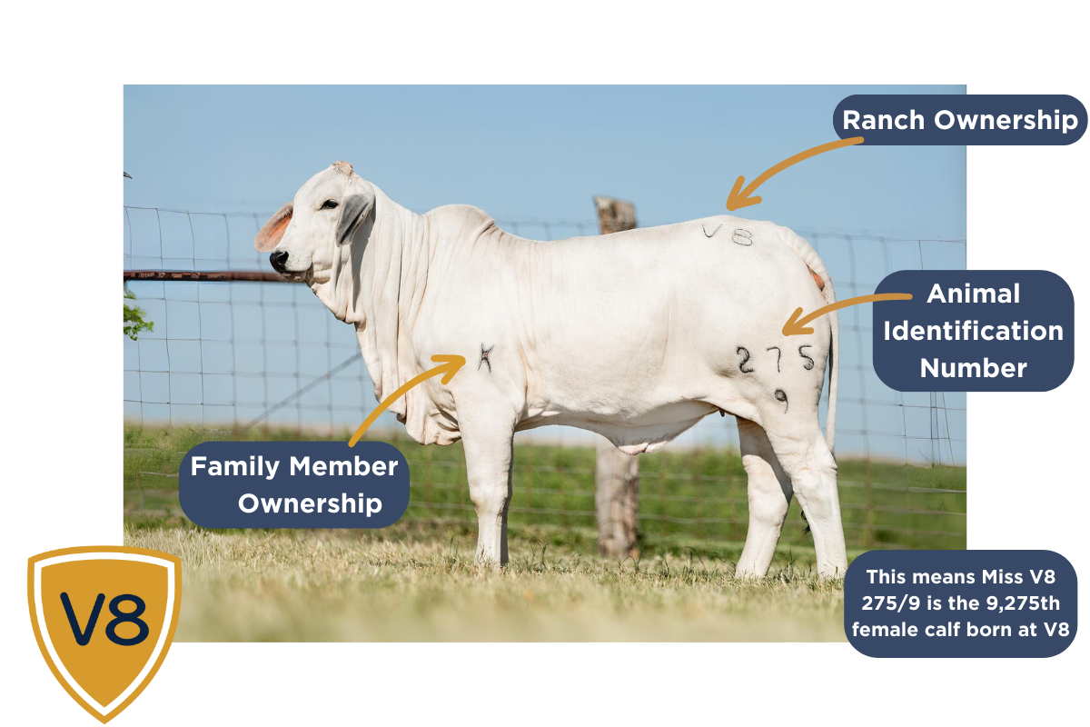 Don't Be a Maverick; Brush up on Cattle Branding!