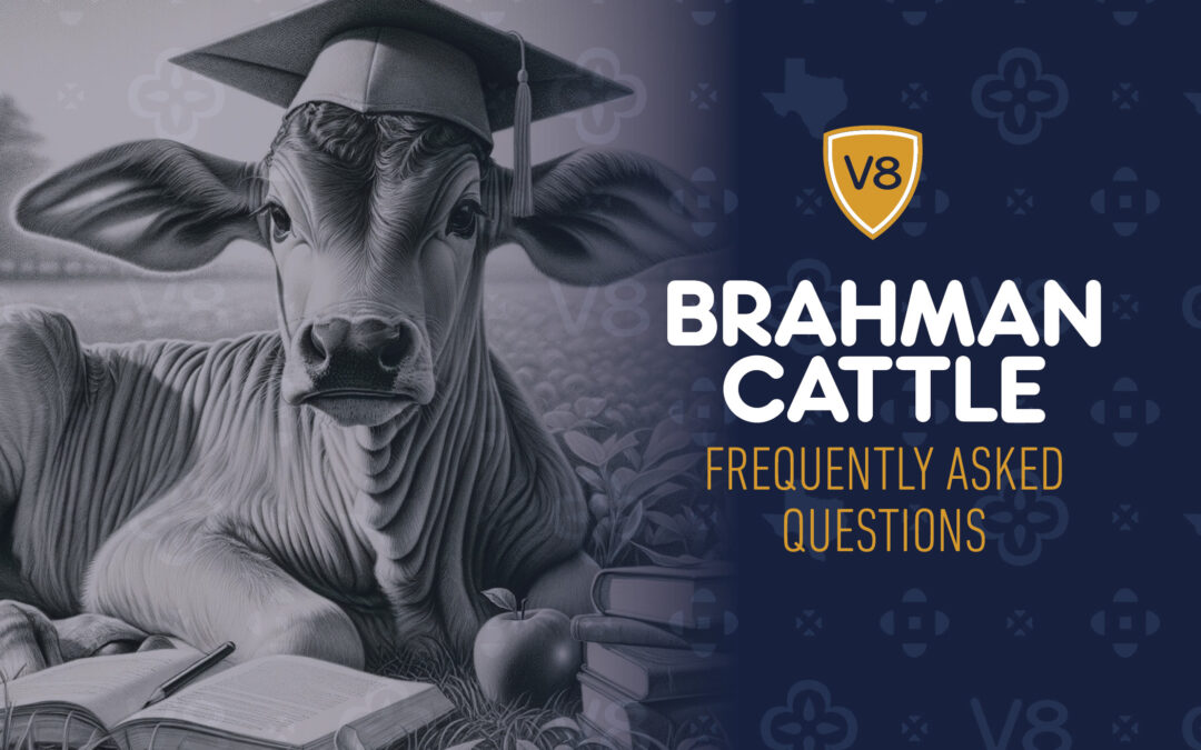 Brahman Cattle FAQs