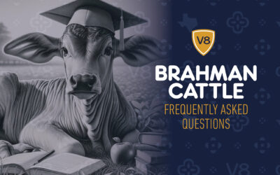 Brahman Cattle FAQs