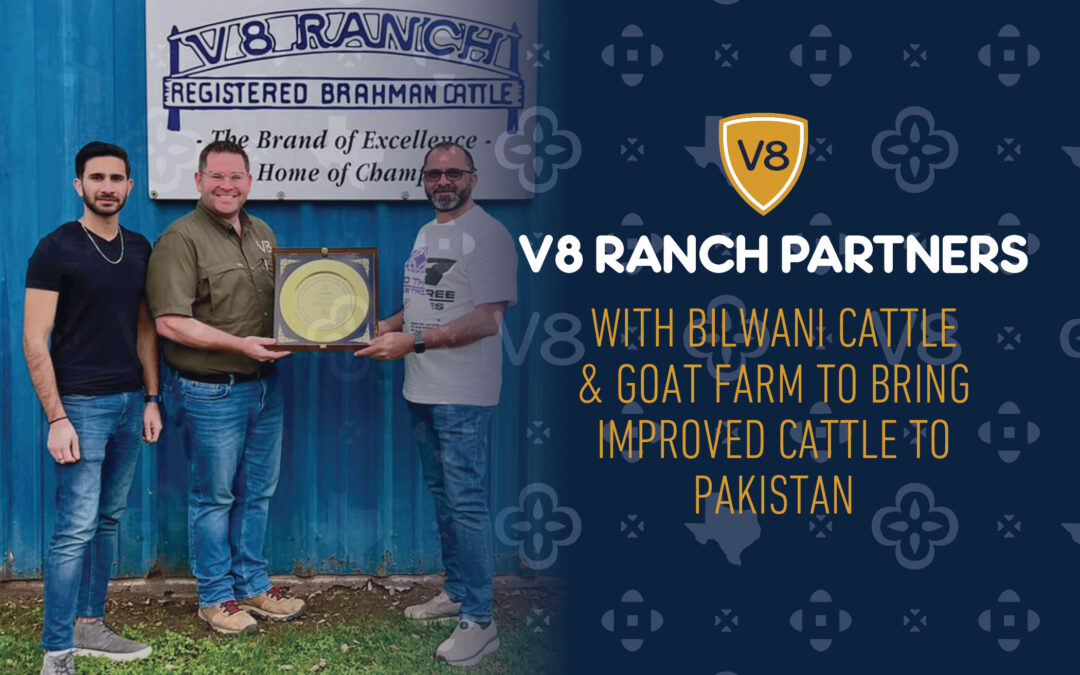 V8 Ranch Partners with Bilwani Cattle & Goat Farm to Bring Improved Cattle to Pakistan