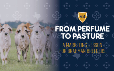I Have a Confession Involving Perfume, Coffee, and Brahmans
