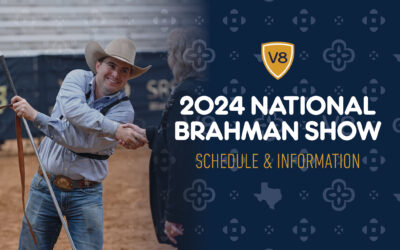 2024 National Brahman Show: Showcasing the Best of the American Brahman Cattle Breed