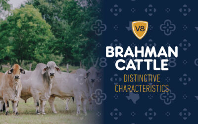 Distinctive Brahman Cattle Characteristics