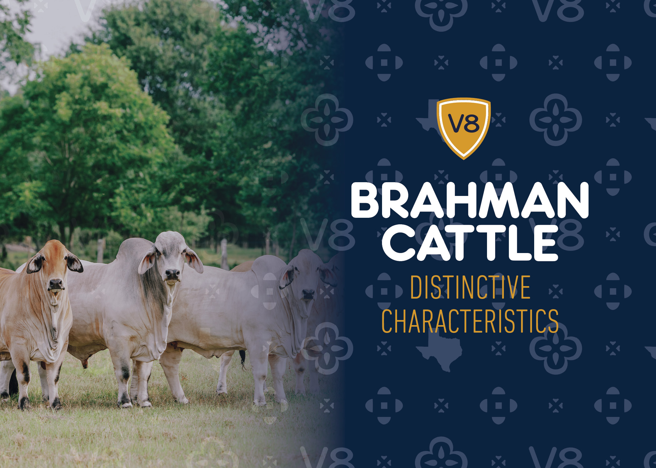 Brahman Bull with Brahman Cow