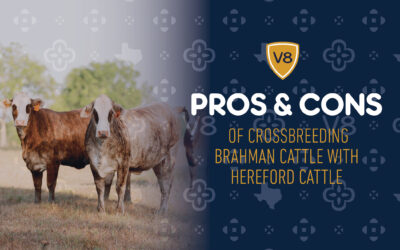 Pros & Cons of the Brahman x Hereford Cross