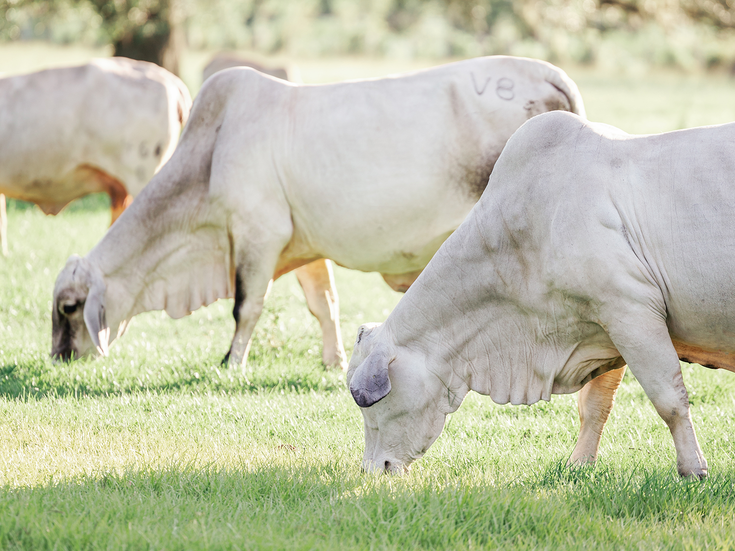 Sustainable grazing with native grasses at V8 Ranch. Sustainable grazing with native grasses at V8 Ranch.