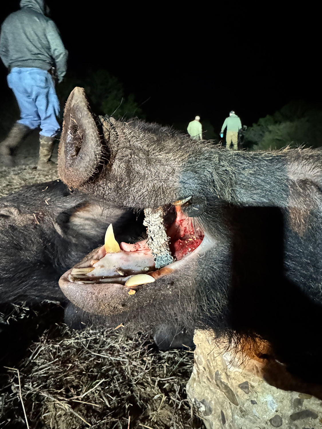 Jon with the big South Texas boar that stole the show — the winning shot of the hunt.