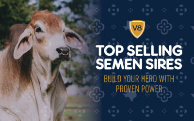 Top-Selling V8 Ranch Sires of 2024: Build Your Herd with Proven Power