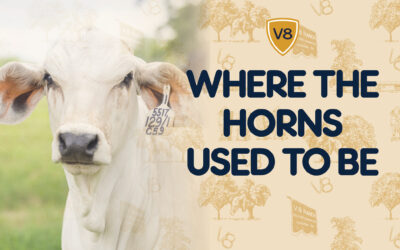Where the Horns Used To Be: The Rise of Polled Cattle at V8
